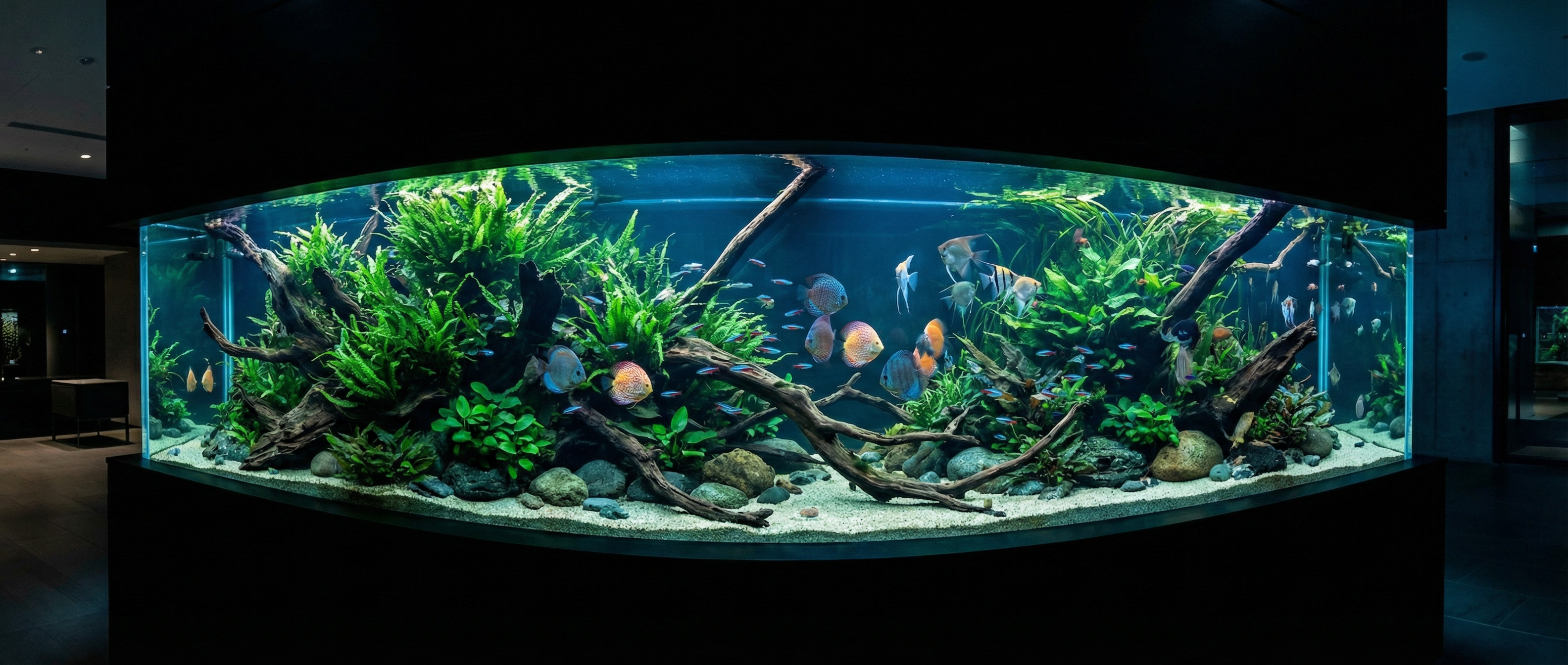 Wunderschönes Aquarium